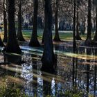 Lichtspiel in den Sümpfen Floridas