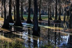 Lichtspiel in den Sümpfen Floridas