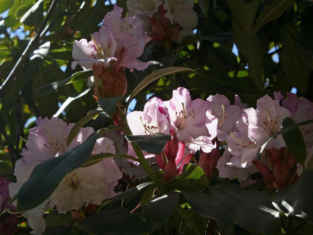 Lichtspiel in einem Rhododendron-Baum