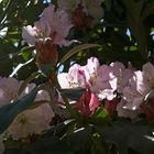 Lichtspiel in einem Rhododendron-Baum