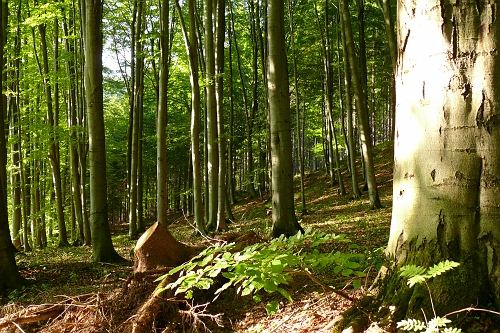 Lichtspiel in Waldstück