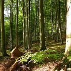 Lichtspiel in Waldstück