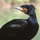 lichtspiel-kormoran