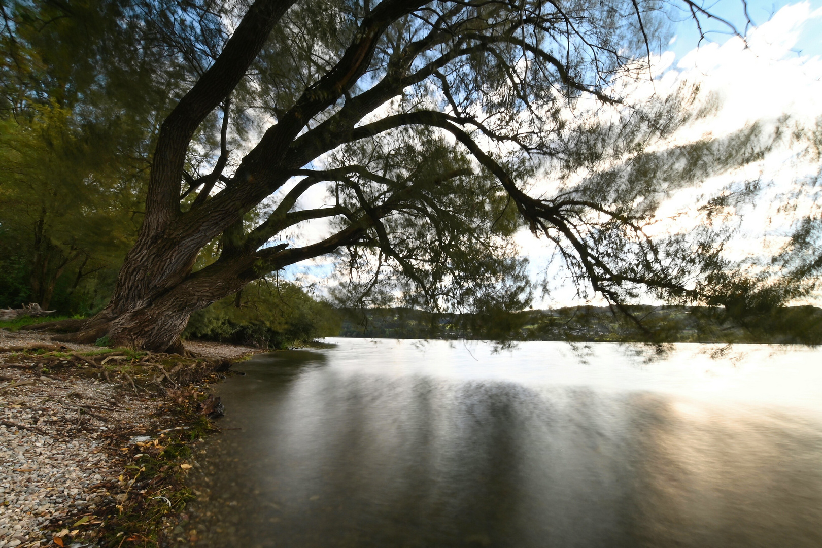 Lichtspiel mit altem Baum am See