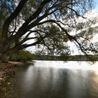 Lichtspiel mit altem Baum am See