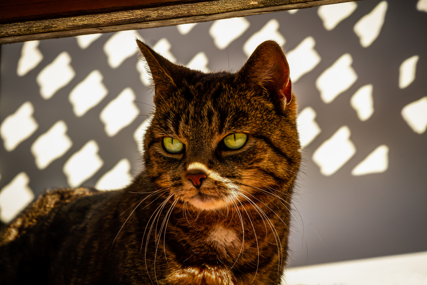 Lichtspiel mit Katze