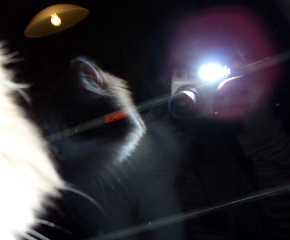 Lichtspiel mit Katze