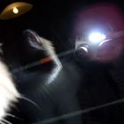 Lichtspiel mit Katze