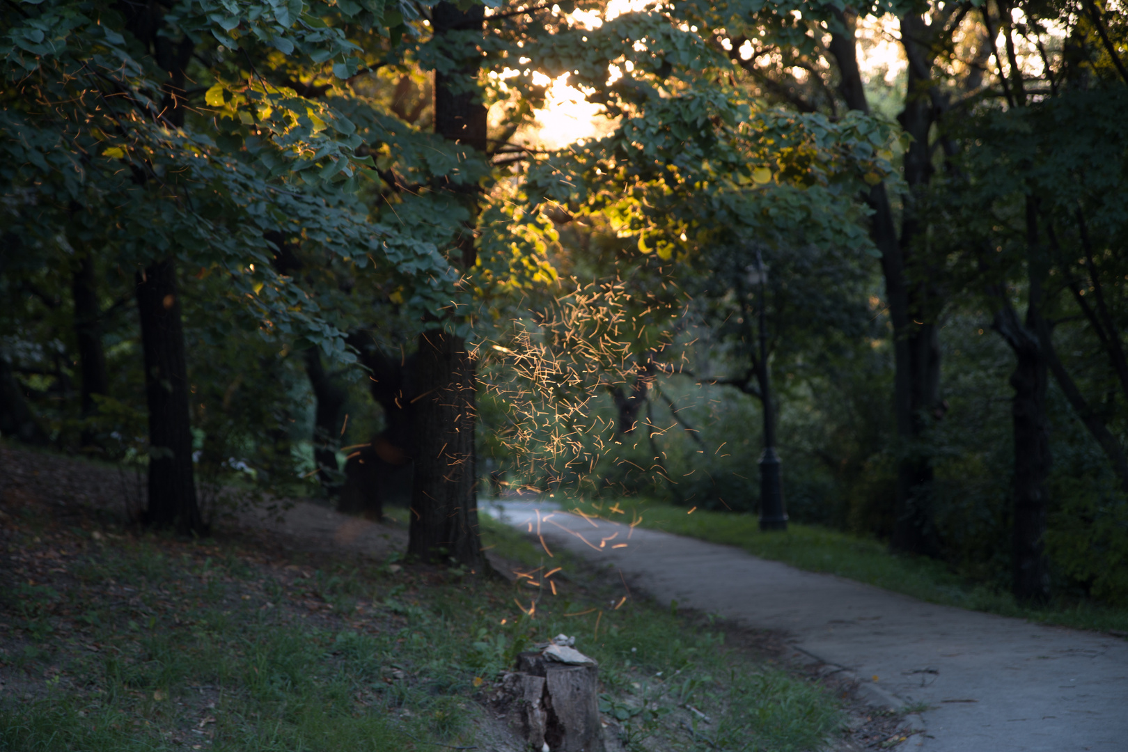 Lichtspiel Mücken