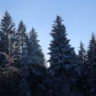 Lichtspiel Thüringer Wald