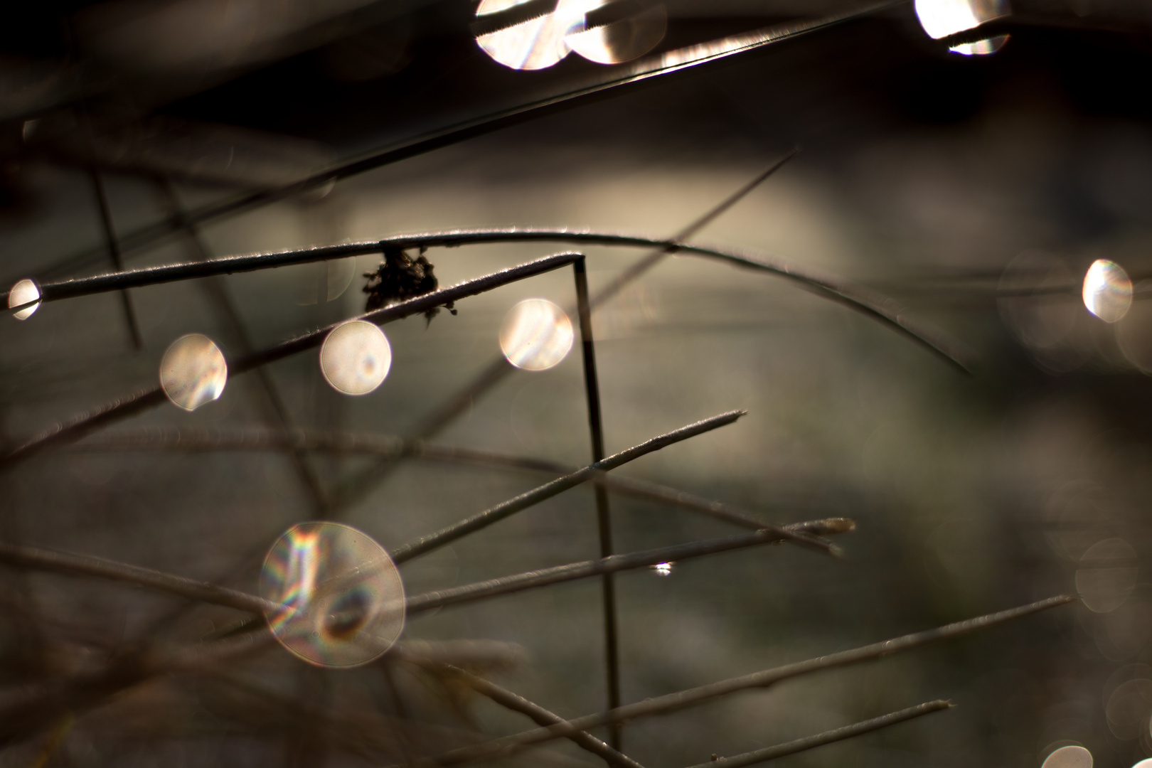 Lichtspielchen am Wegesrand