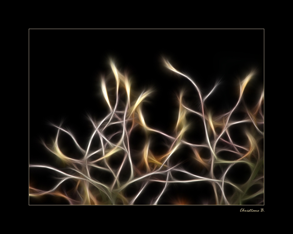 Lichtspiele 02 - glowing buds