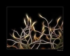 Lichtspiele 02 - glowing buds