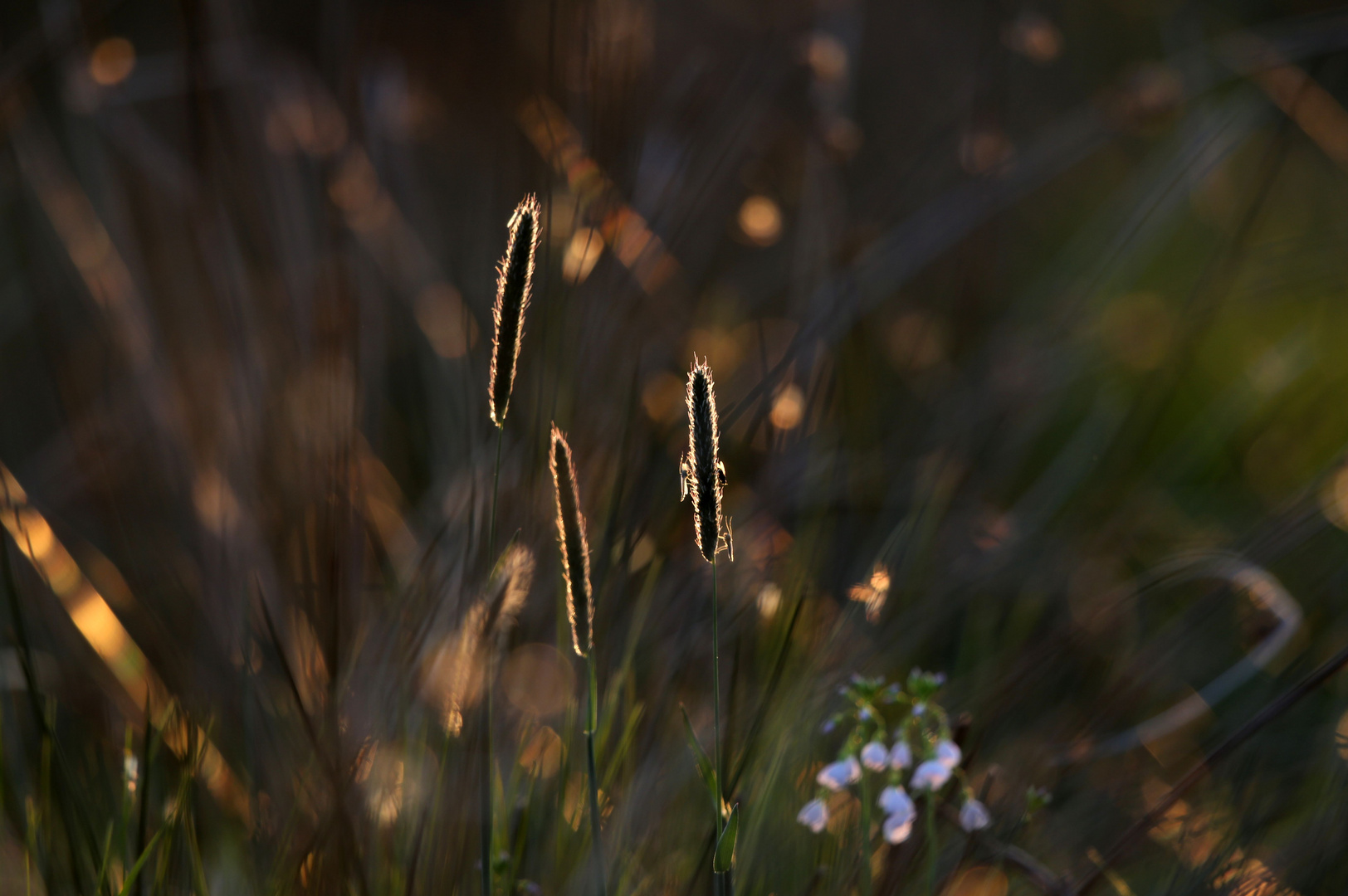 Lichtspiele