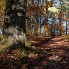 Lichtspiele auf dem Waldpfad