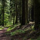 Lichtspiele auf dem Waldpfad