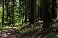 Lichtspiele auf dem Waldpfad