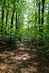 Lichtspiele auf dem Waldpfad