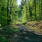 Lichtspiele auf dem Waldweg