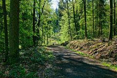 Lichtspiele auf dem Waldweg