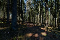 Lichtspiele auf dem Waldweg