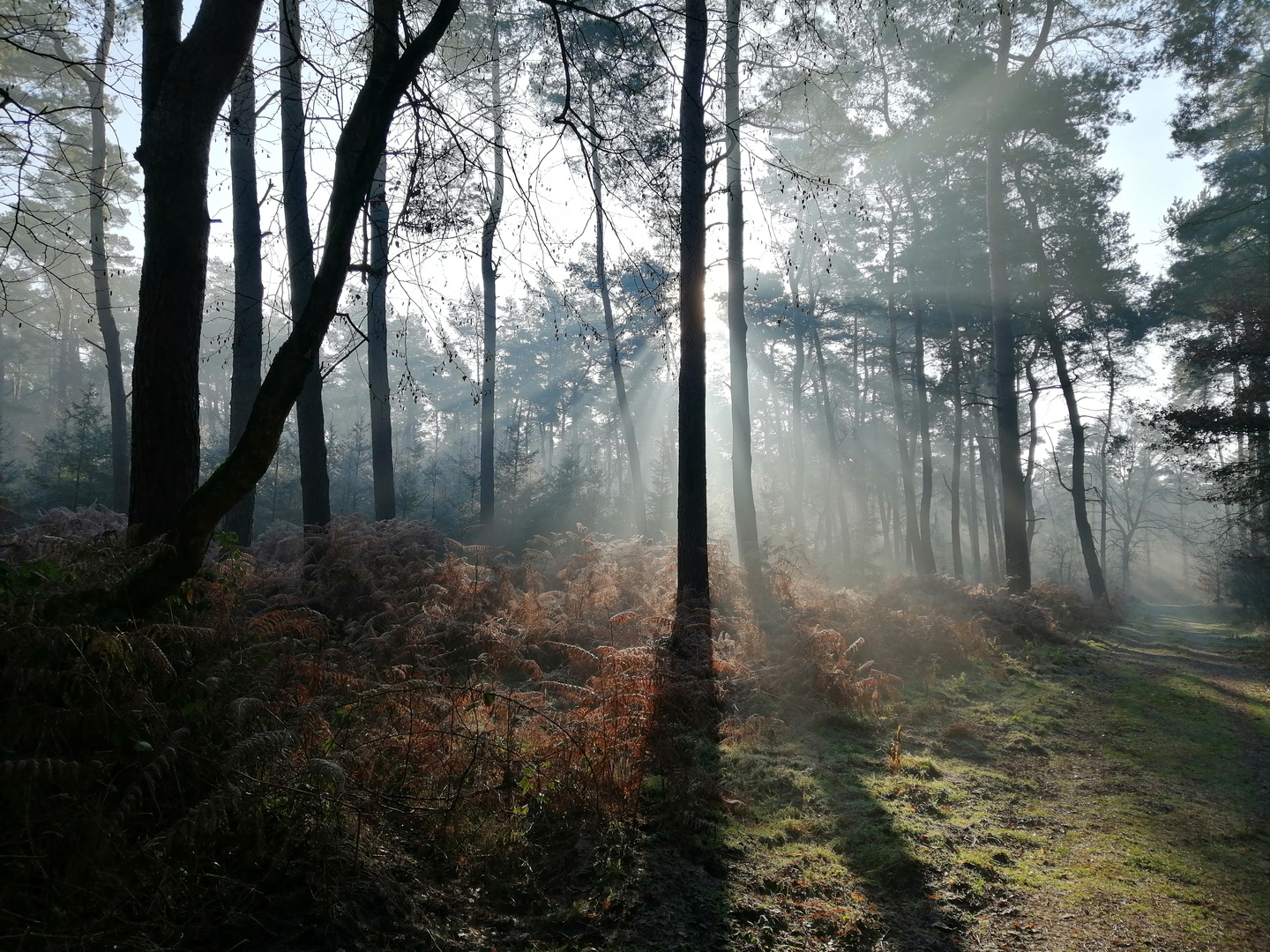 Lichtspiele