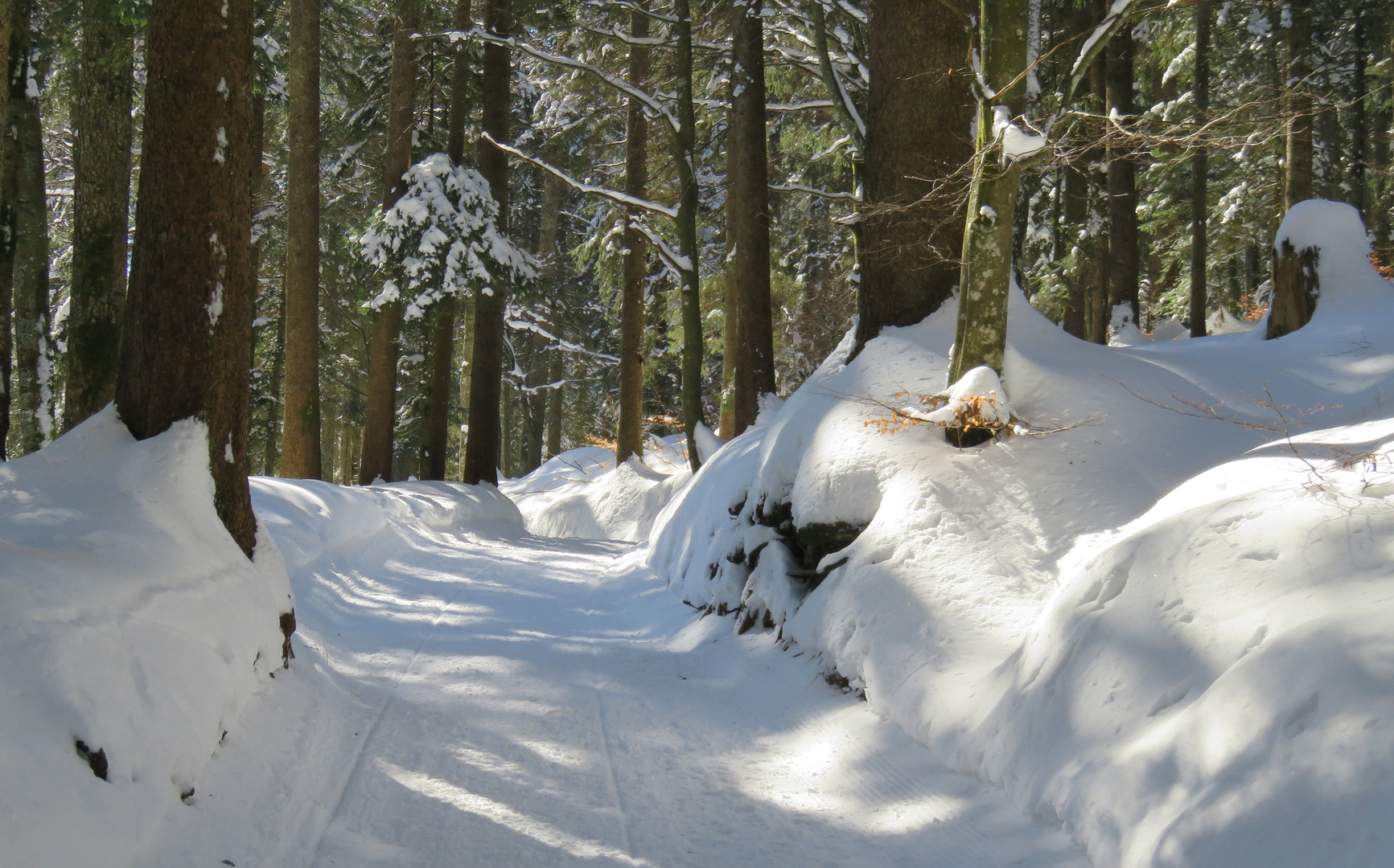 Lichtspiele: Frühlingssonne im Winterwald