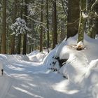 Lichtspiele: Frühlingssonne im Winterwald