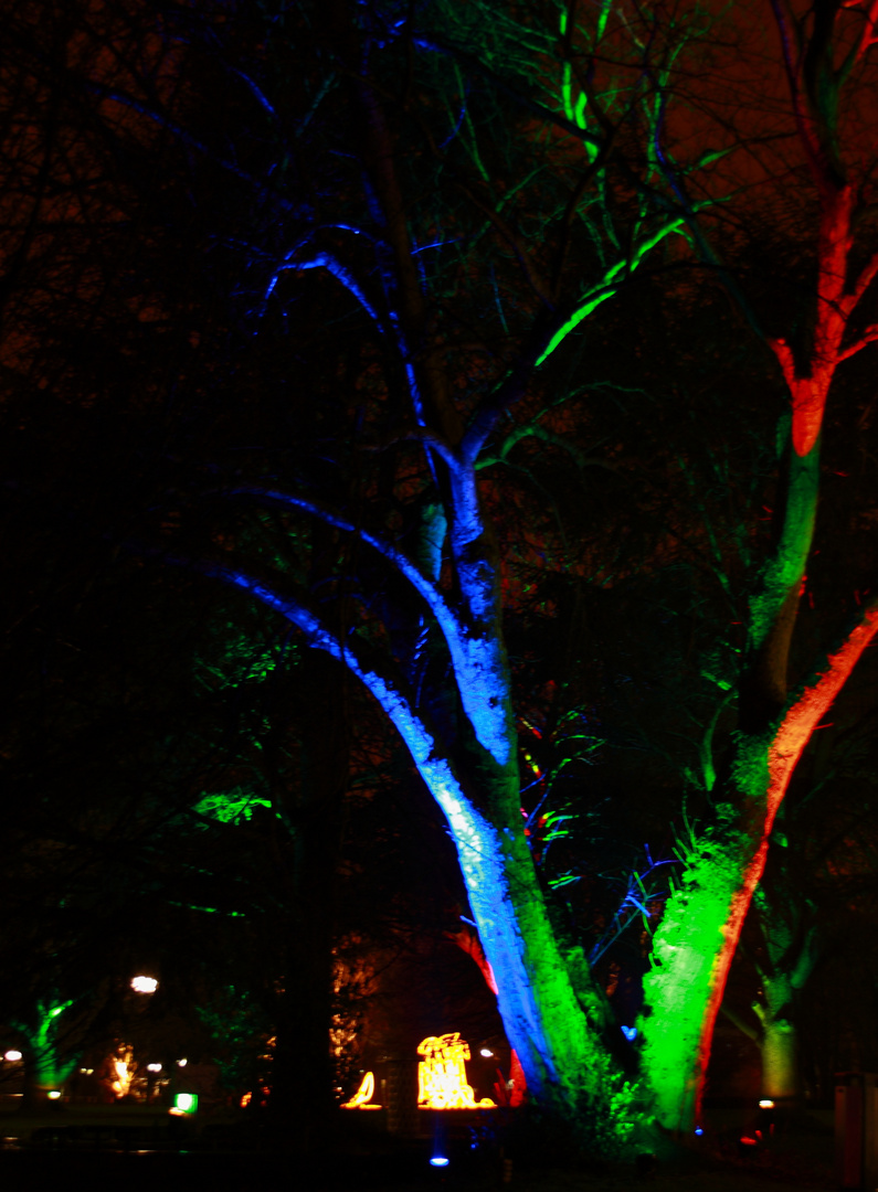 Lichtspiele im Baum