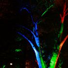 Lichtspiele im Baum