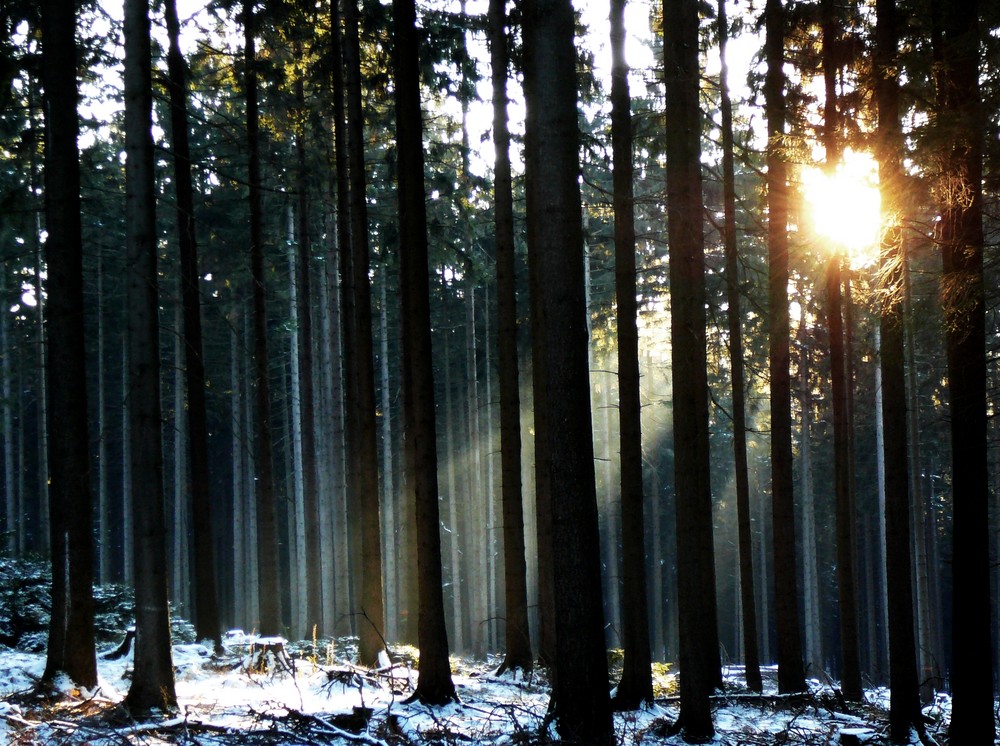 lichtspiele im eiswald