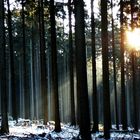 lichtspiele im eiswald