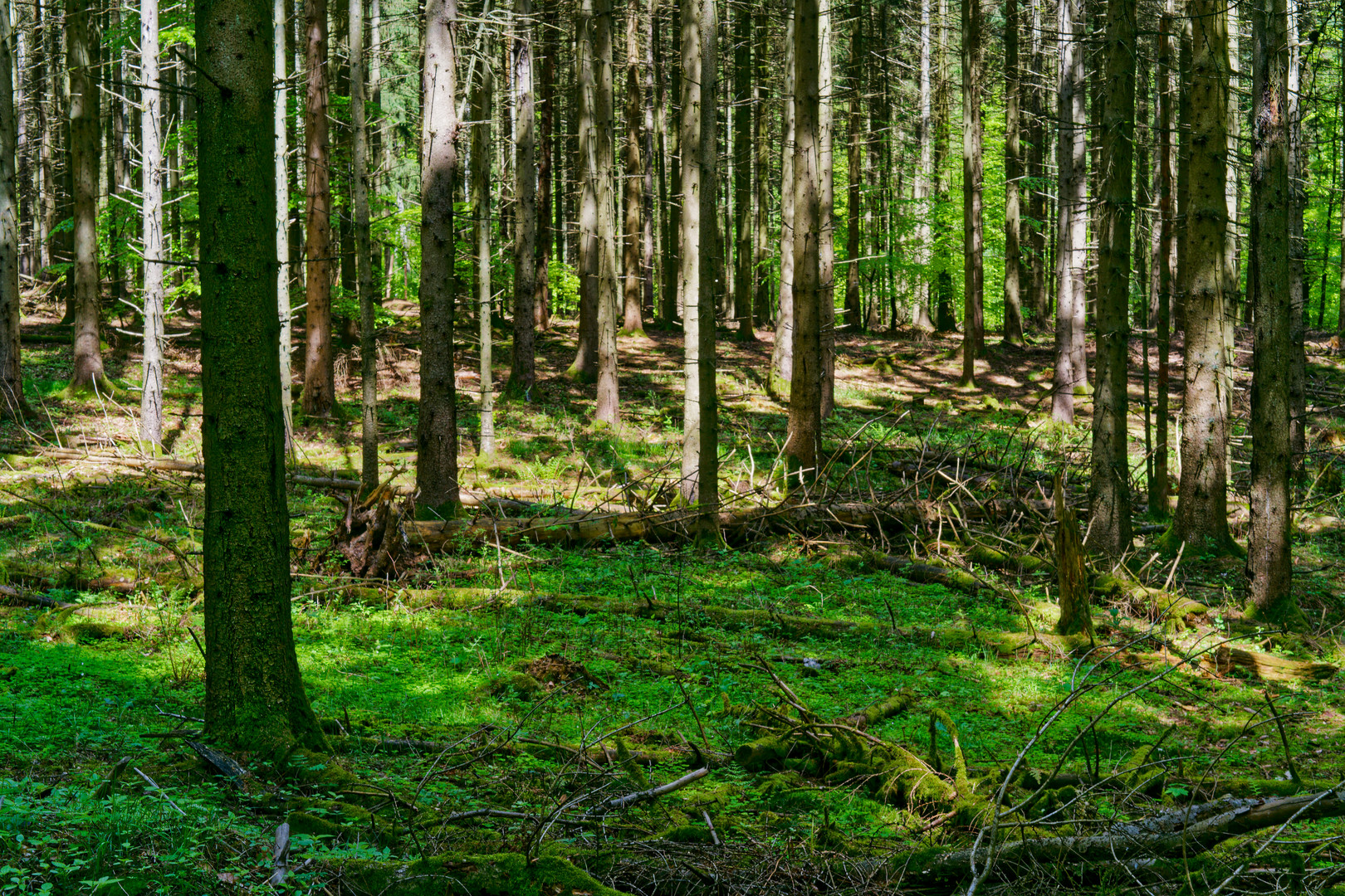 Lichtspiele im Fichtenwald