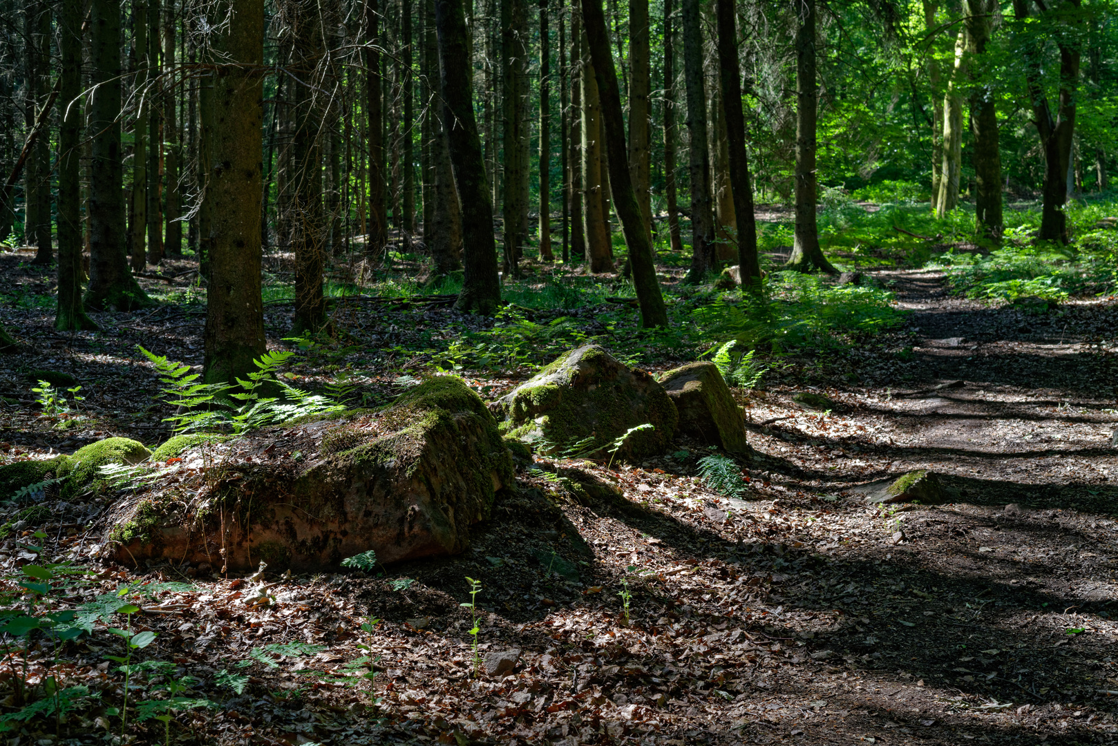 Lichtspiele im Fichtenwald  (2)