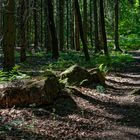 Lichtspiele im Fichtenwald  (2)