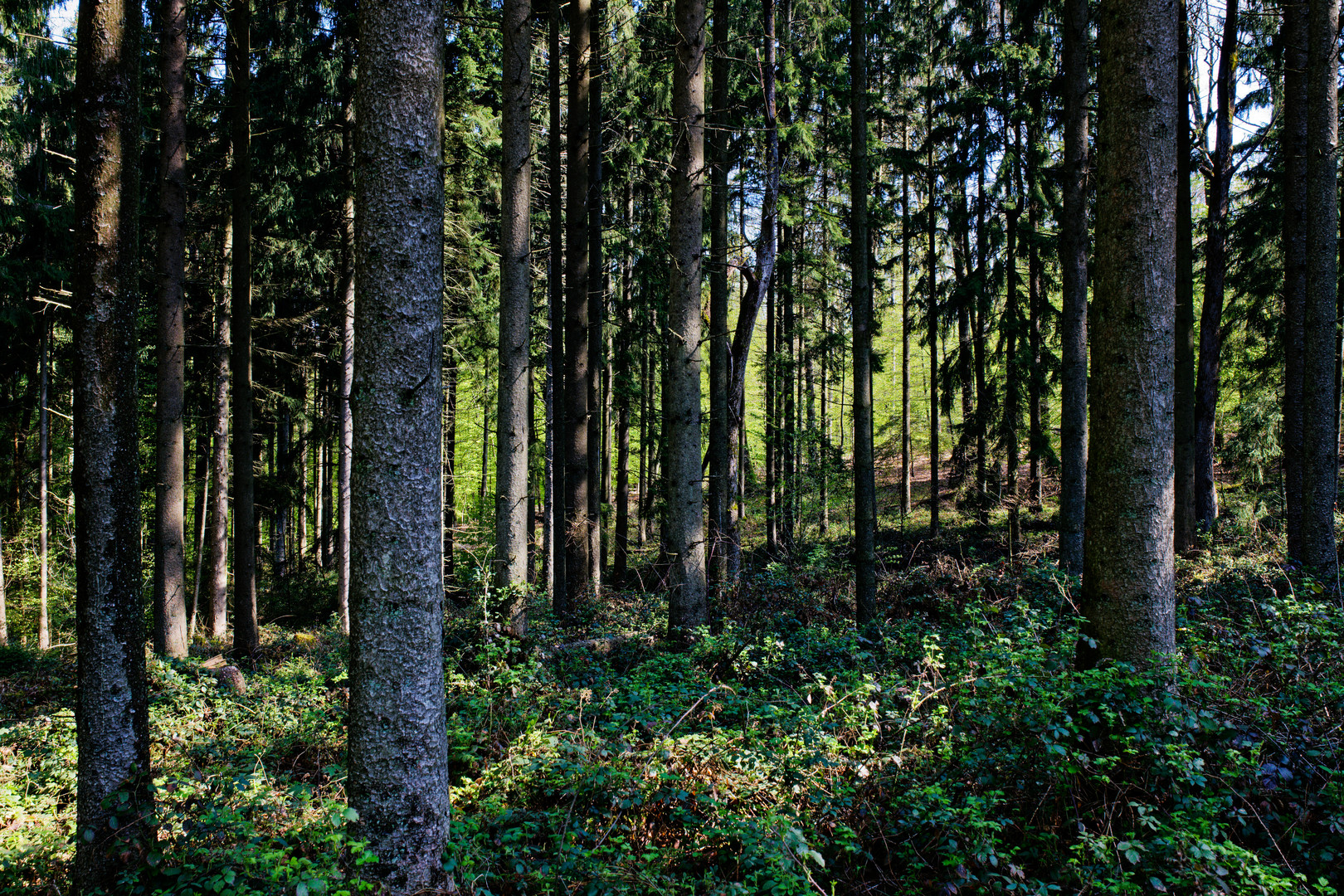 Lichtspiele im Fichtenwald