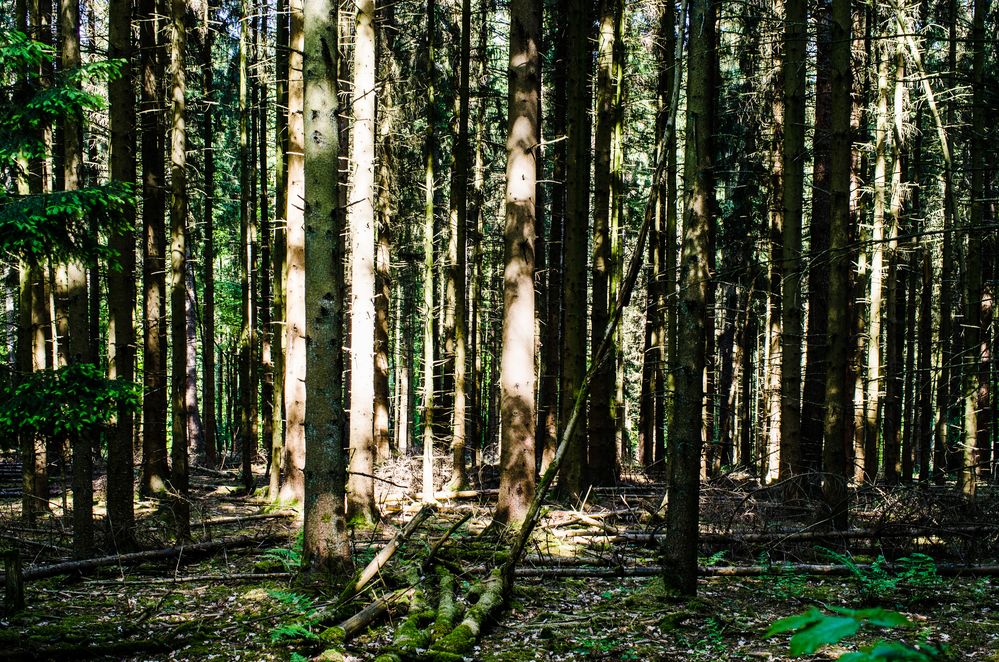 Lichtspiele im Fichtenwald