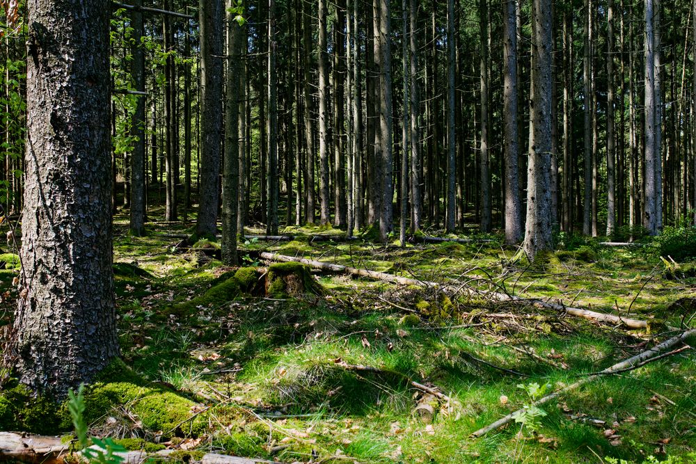 Lichtspiele im Fichtenwald