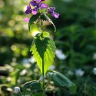 Lichtspiele im Frühling