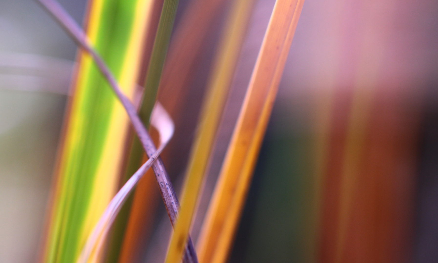 Lichtspiele im Gras