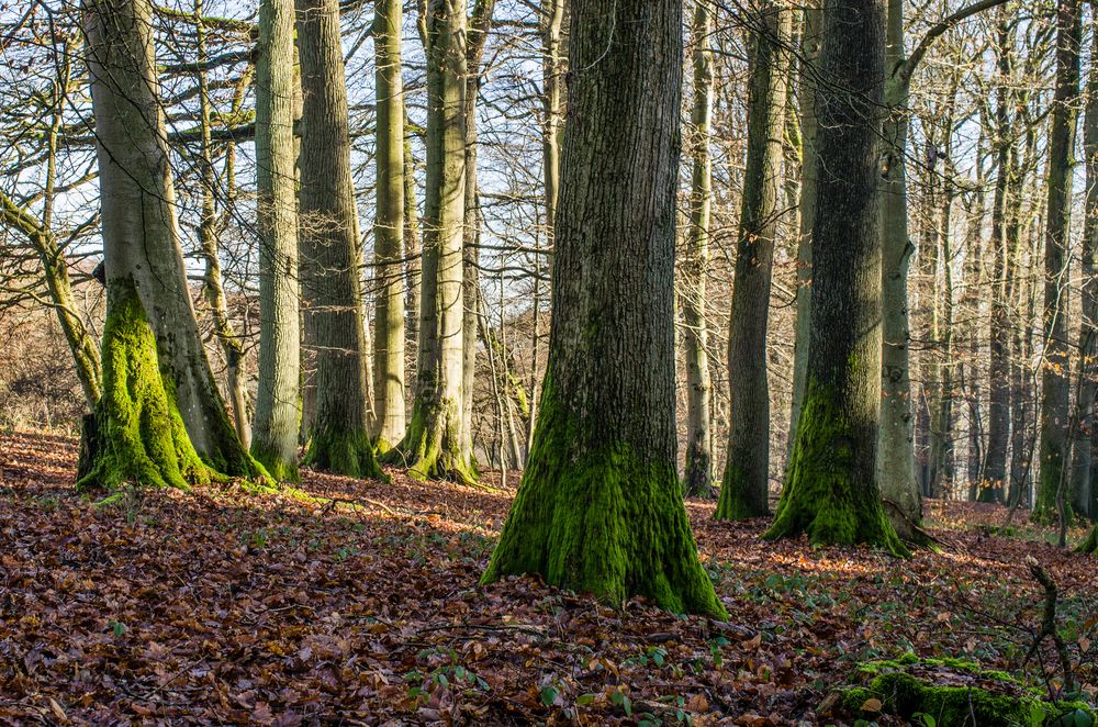 Lichtspiele im Laubwald