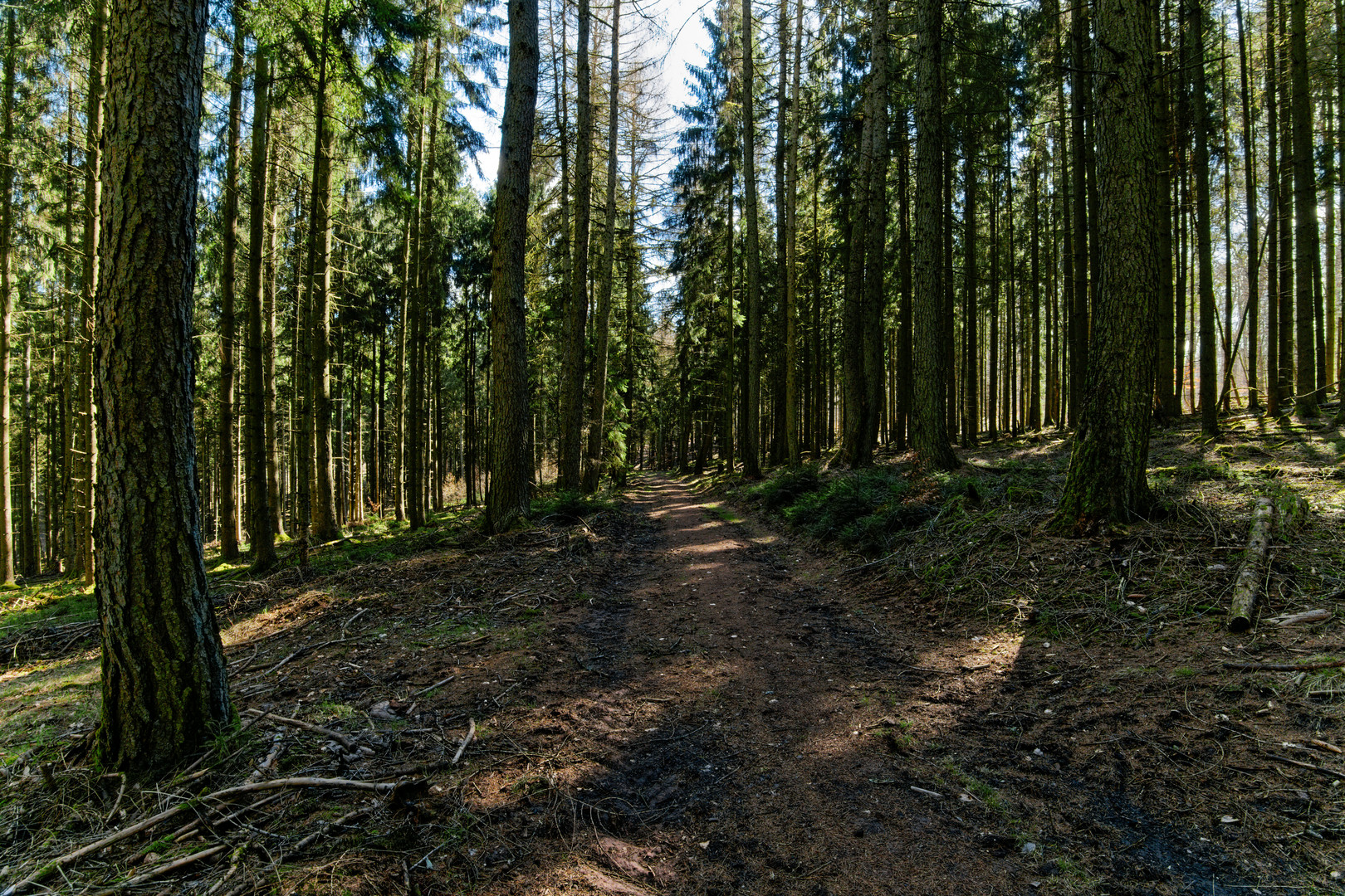 Lichtspiele im Nadelwald