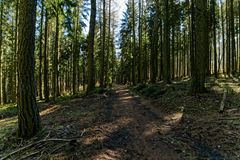 Lichtspiele im Nadelwald