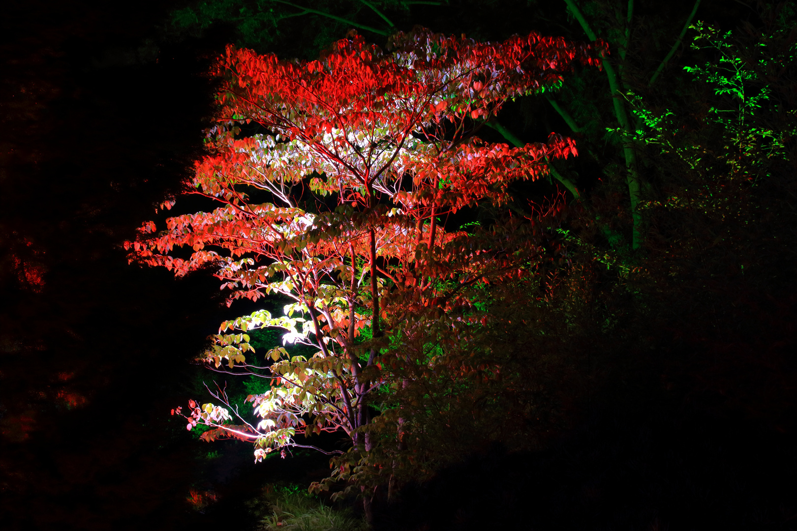 Lichtspiele im Park von Schloß Dyck