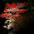 Lichtspiele im Park von Schloß Dyck