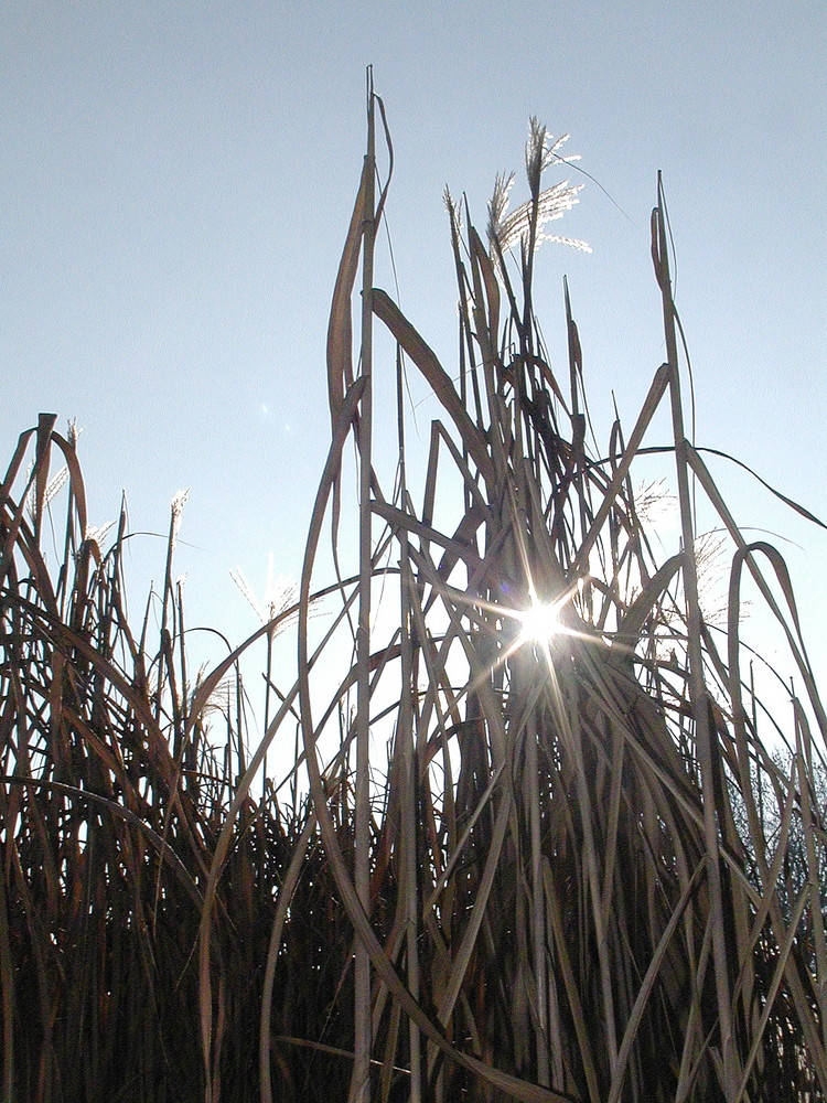 Lichtspiele im Reet