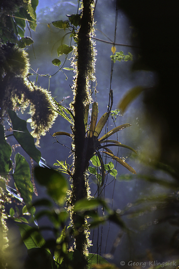 Lichtspiele im Regenwald 3 