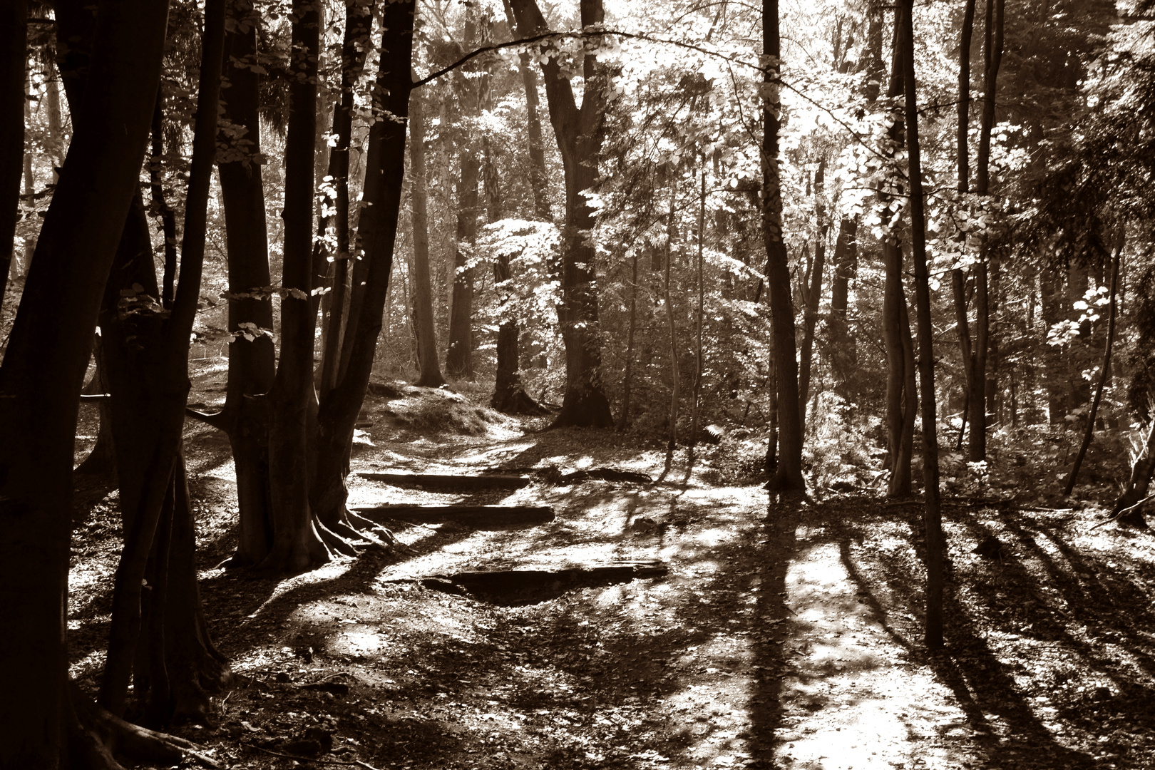 Lichtspiele im Wald