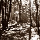 Lichtspiele im Wald