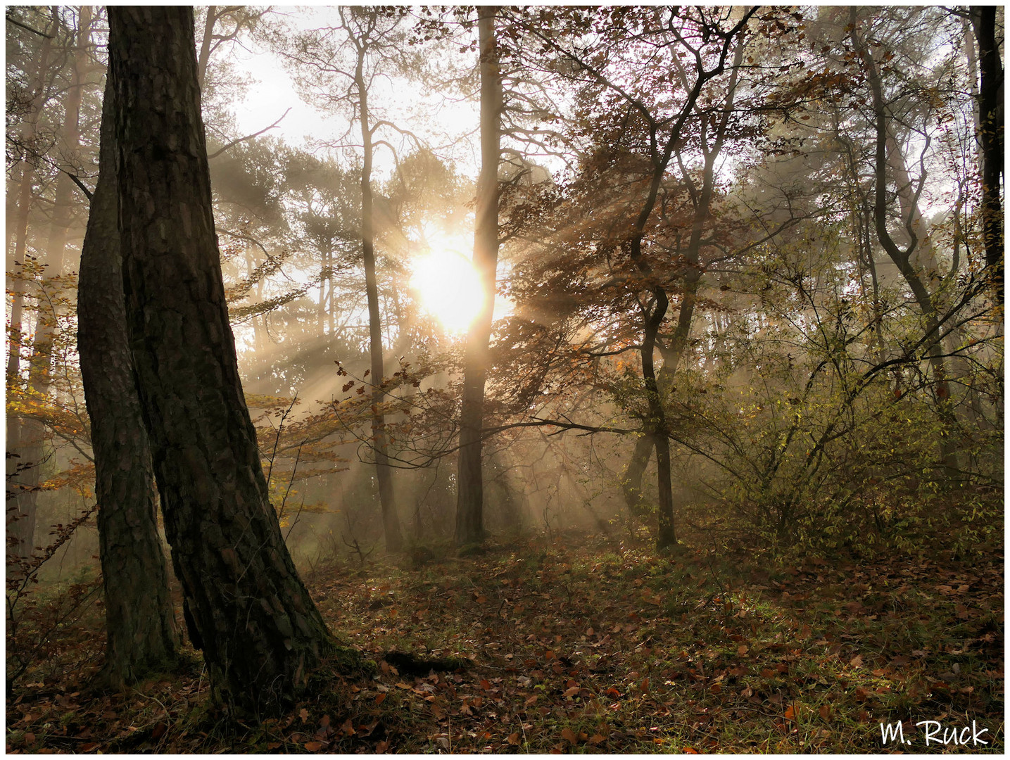 Lichtspiele im Wald ,  02